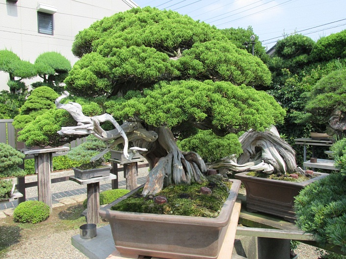 Bonsai-Bonsais-Nummer-12