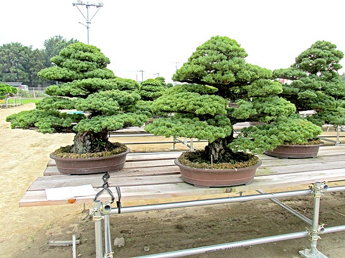 Bonsai-Bonsais-Nummer-6