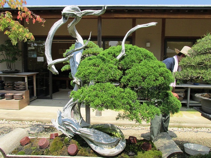 Bonsai-Bonsais-Nummer-9