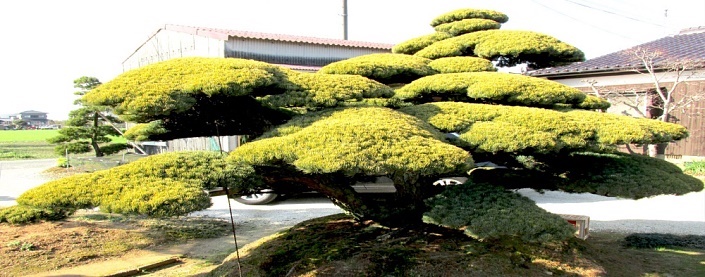 gartenbonsai