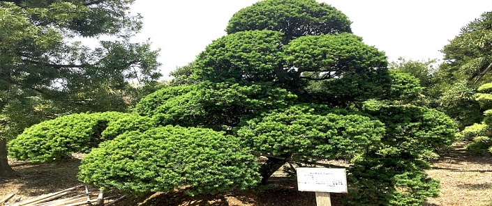 taxus-cuspidata