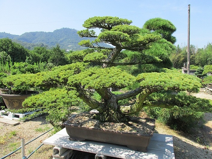 outdoor-bonsai-groesse